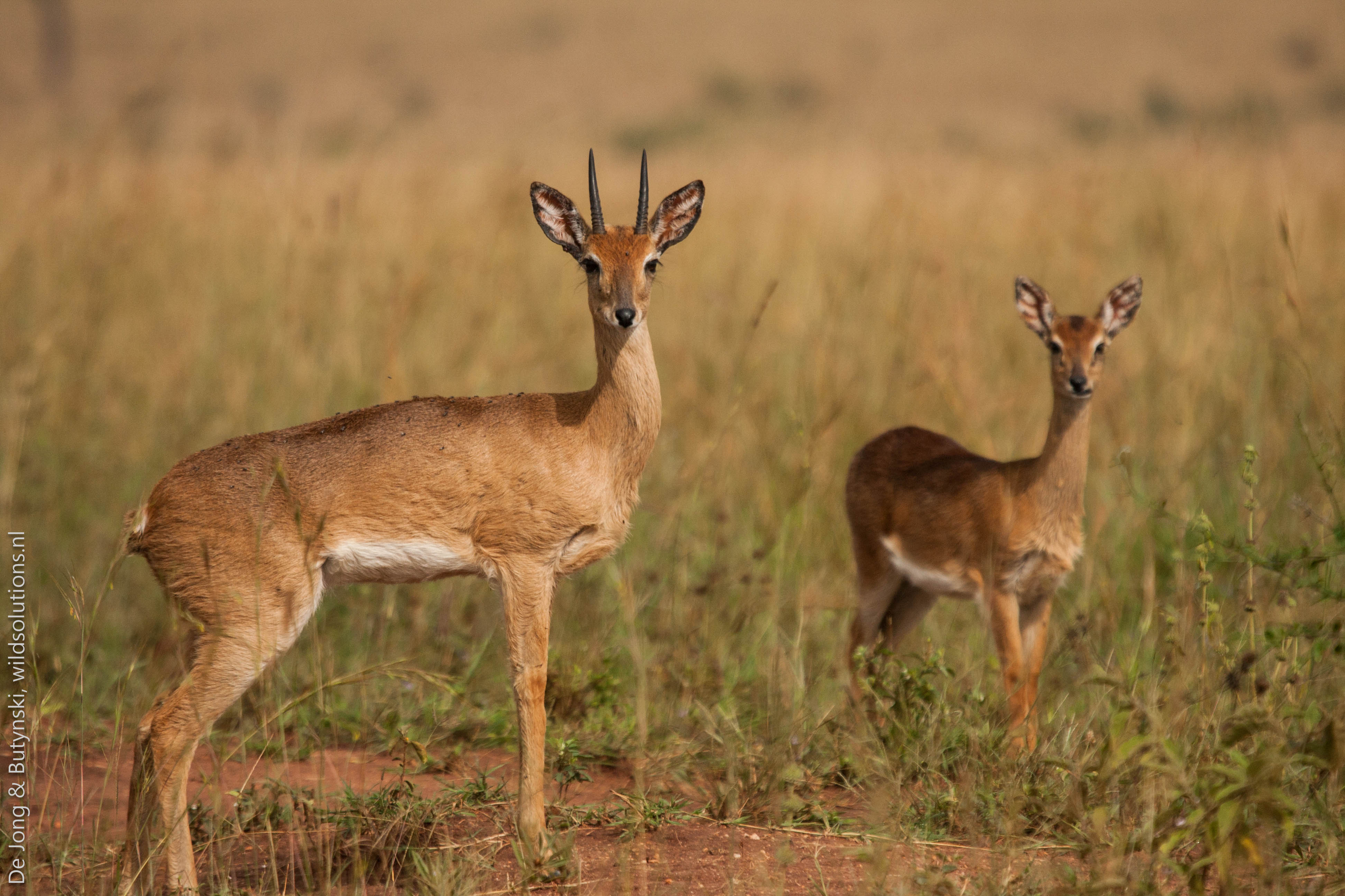 Adult male (with horns) and adult female oribi Ourebia ourebi aequatoria in Kidepo Valley National Park, north-eastern Uganda.