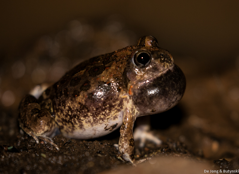 Sand frog (Tomopterna sp.), Lepile Dam, Lesirikan, Samburu County, Kenya.