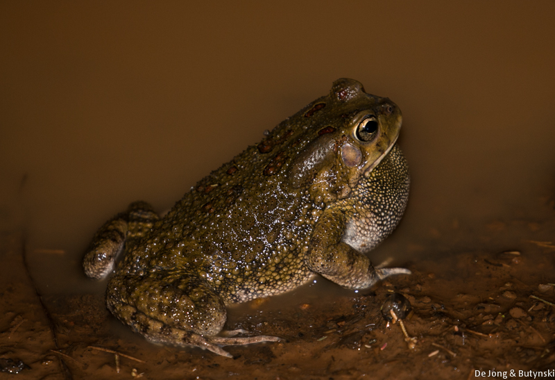 Male Garman's toad (Amietophrynus garmani), Lepile Dam, Lesirikan, Samburu County, Kenya.