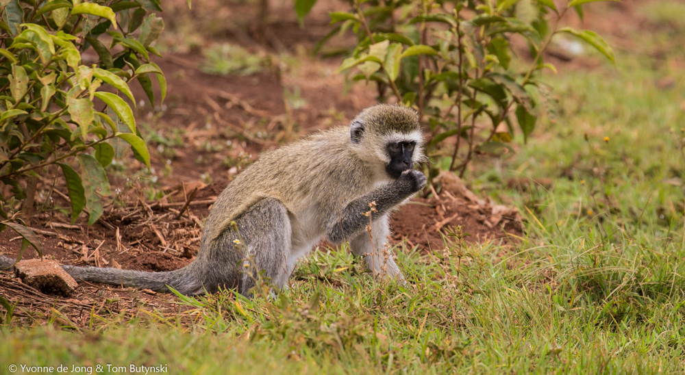 Hilgert's vervet monkey (Chlorocebus pygerythrus hilgerti). South Western Mau Forest Reserve