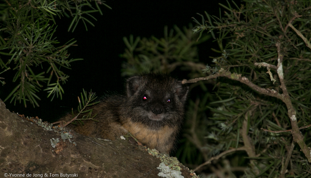 Southern tree hyrax (Dendrohyrax arboreus) at Burguret, Kenya