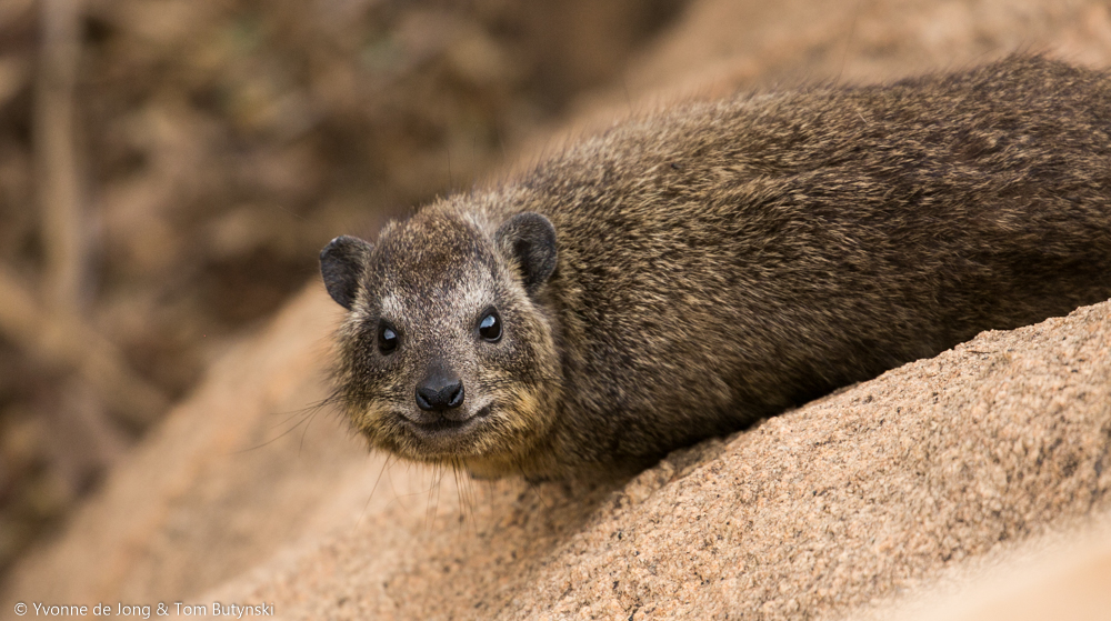 Rock hyrax (Procavia capensis) at Lekurruki Conservancy, Kenya
