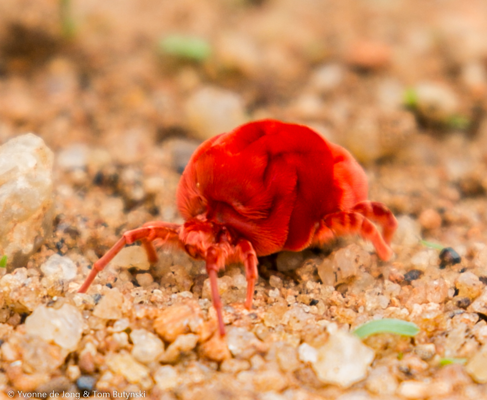 Red velvet mite at Lekurruki Conservancy, Laikipia