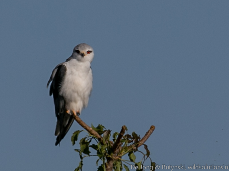 Black-shouldered kite, Tumbili Estate