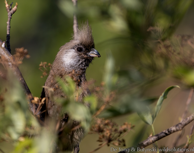 Speckled mousebird, Tumbili Estate
