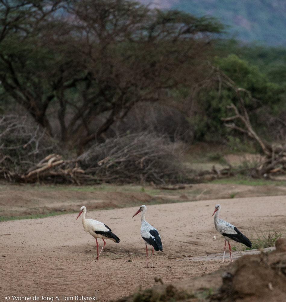 White stork at Kuru Kuri Group Ranch, Laikipia