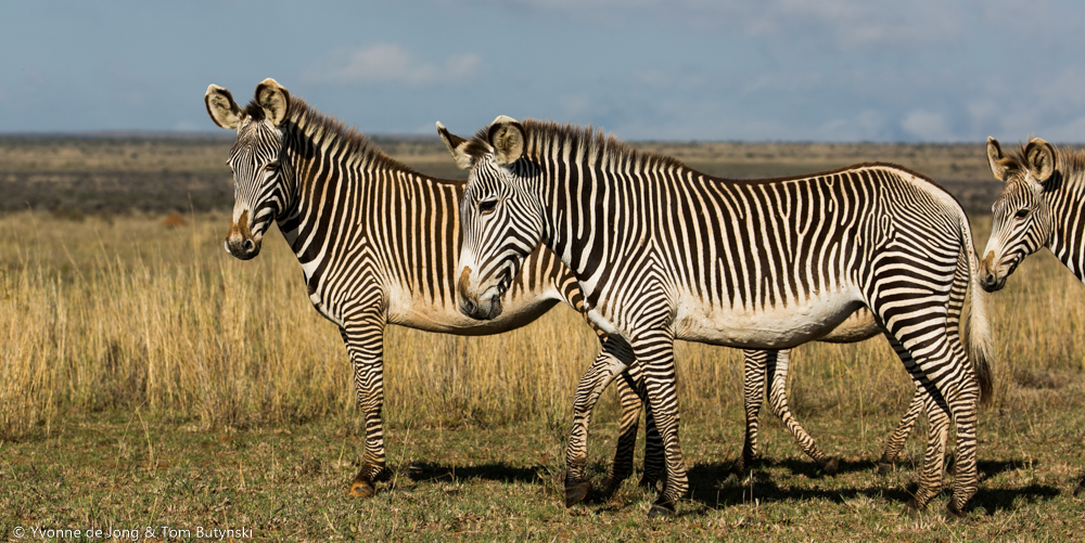 Grevy's zebra at Loisaba Conservancy, Laikipia.