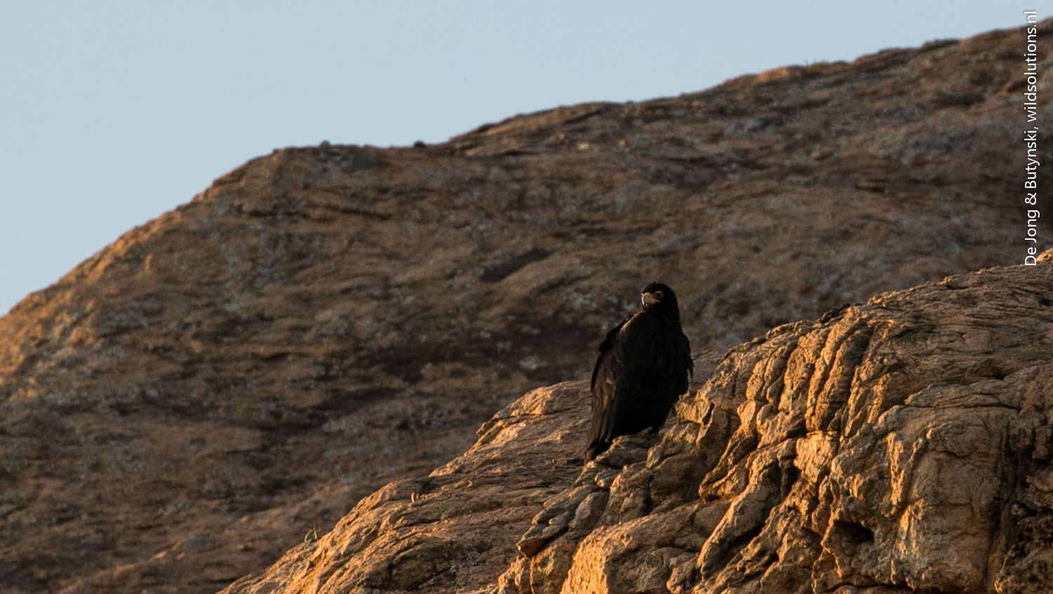 Verreaux's Eagle (Aquila verreauxii), Lolldaiga Hills Ranch, Laikipia.