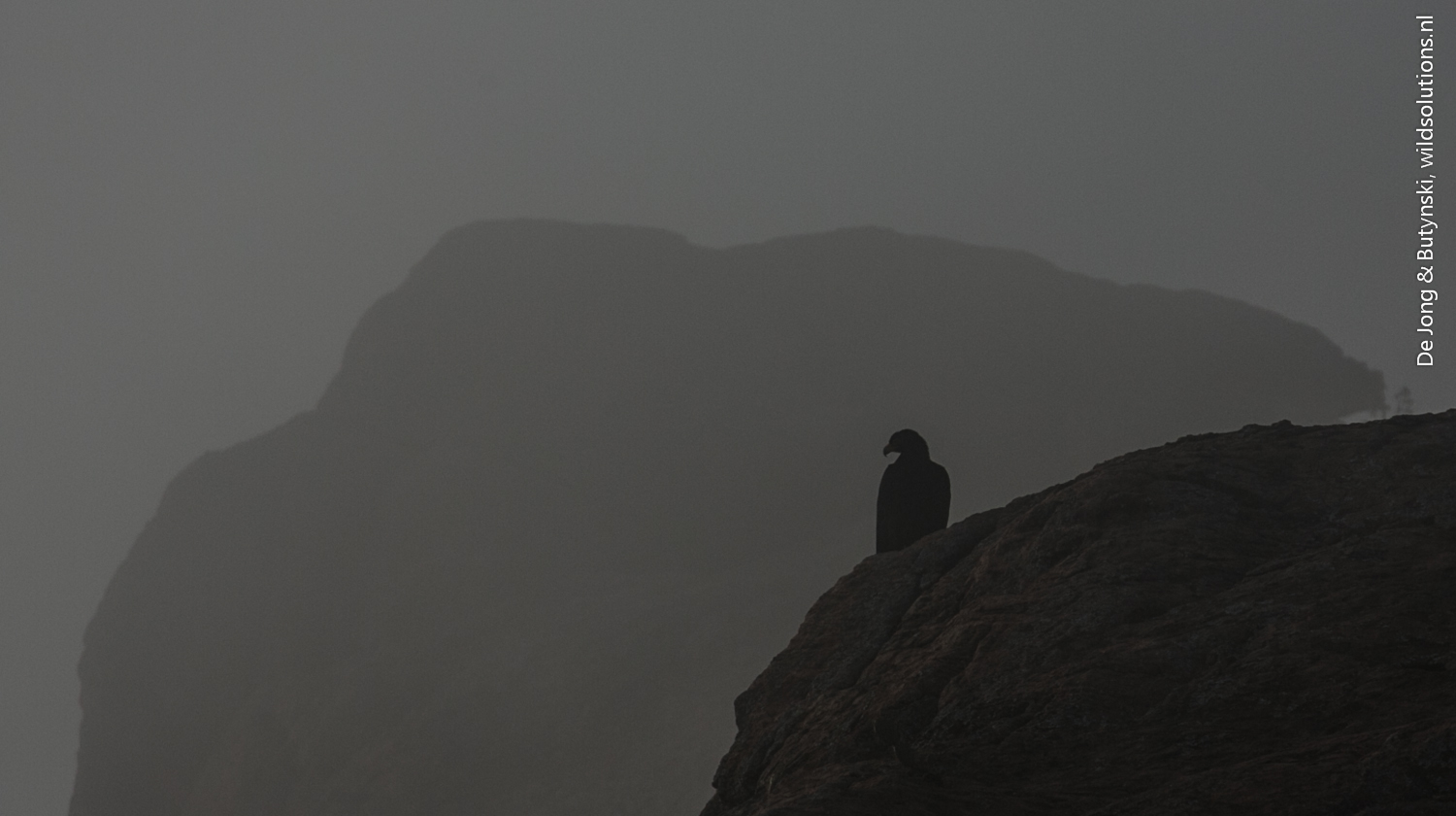 Verreaux's Eagle (Aquila verreauxii), Lolldaiga Hills Ranch, Laikipia.
