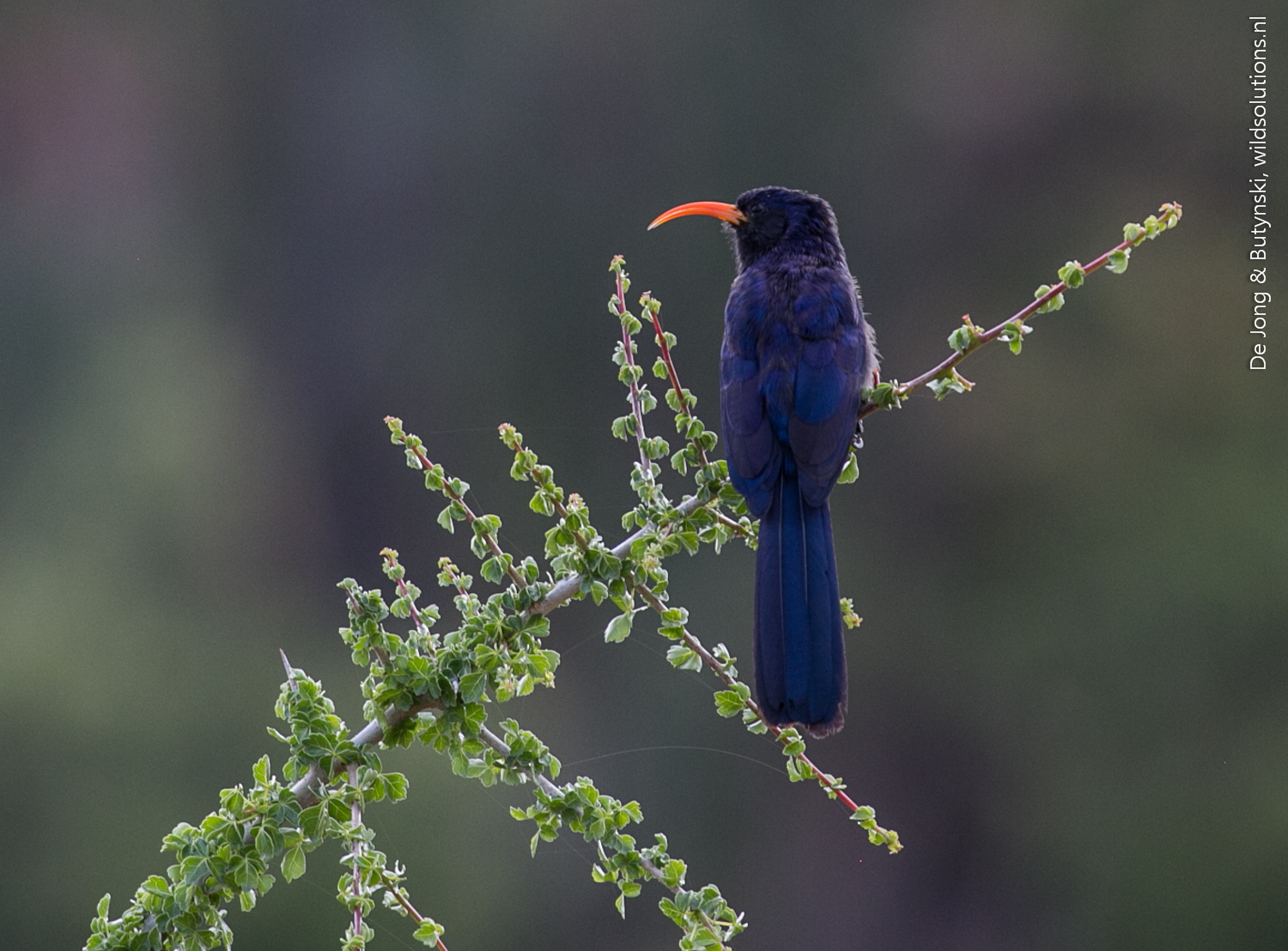 Abyssinian scimitarbill (Rhinopomastus minor), Lolldaiga Hills Ranch