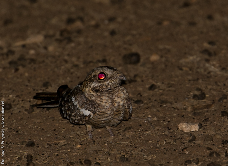 Slender-tailed nightjar (Caprimulgus clarus) at Lepile Dam, Lesirikan, Samburu County, Kenya.