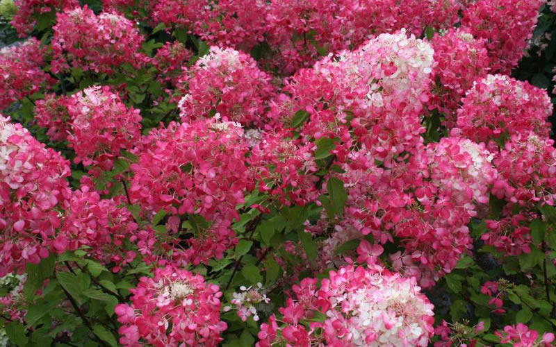 Hydrangea paniculata 'rendia' pp24667 plant propagation prohibited. Buy Diamond Rouge Hydrangea - FREE SHIPPING - 3 Gallon