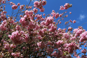 Cherry Blossom