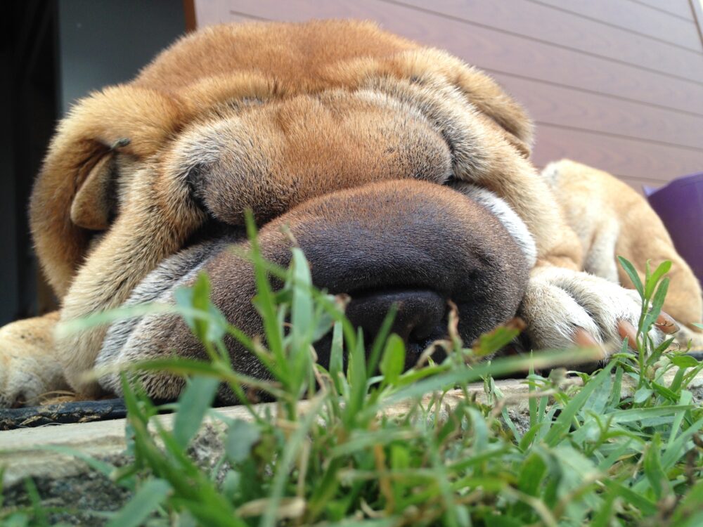 5 requisiti per adottare un cane