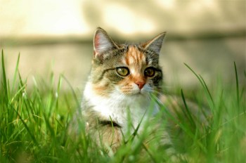 Katze in Tüte gesteckt und erschossen - Polizei nimmt zwei Tatverdächtige fest 2 Polizei Alzey ermittelte zwei Tatverdächtige in Sachen Katzen-Tötung. (Symbolbild: stock:xchng)