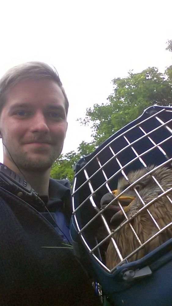Tierische Verkehrsteilnehmer auf der A60 1 Polizeikommissar Florian Rockenbach von der Polizeiautobahnstation Heidesheim mit dem verletzten Greifvogel. (Bild: Autobahnpolizei Heidesheim)