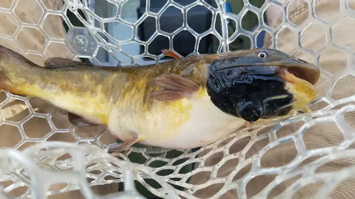 Catfish Cancer Mystery: How Fish Are Spreading Tumors (2026)