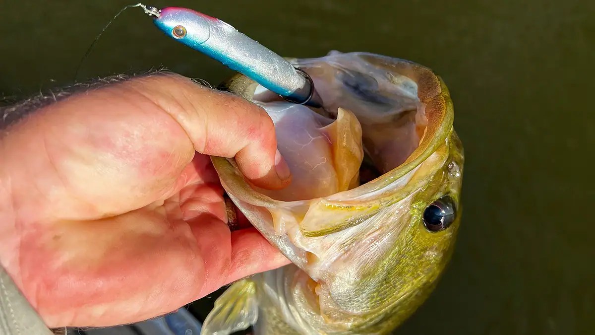 5 Unique Hollow-Body Baits for Big Bass Fishing (2026)