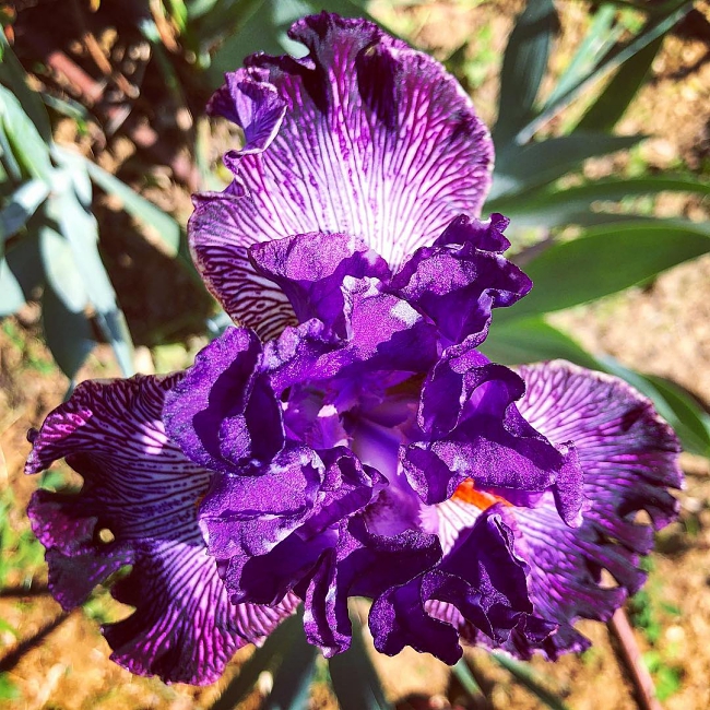 Giardino dell'Iris - Piazzale Michelangelo - Florence