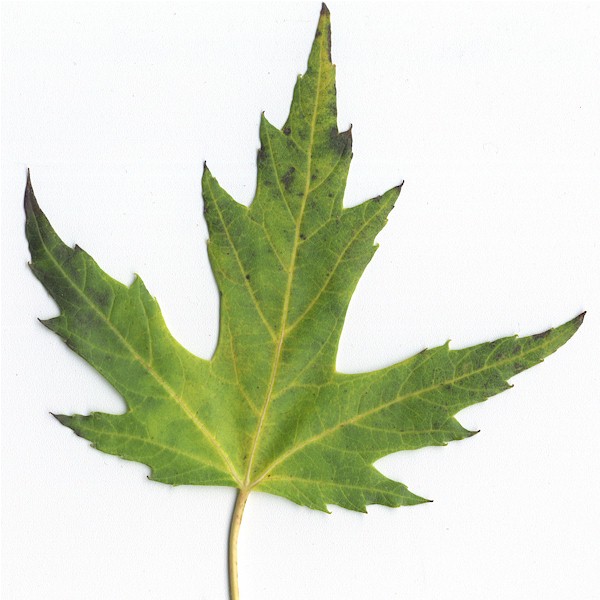 Differences Between Hard Maple And Soft Maple The Wood Database