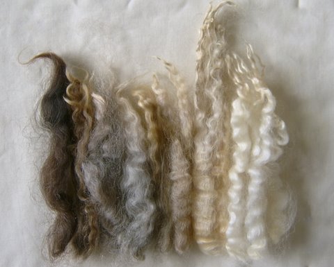 The gotland sheep is a breed of domestic sheep from sweden. Farm | Woolcraft