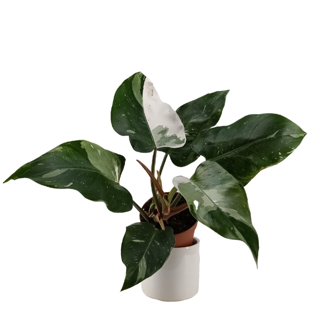 Philodendron White Princess (0.35m) - Woon Leng Nursery