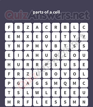 NUCLEUS LYSOSOME MEMBRANE RIBOSOME CYTOPLASM