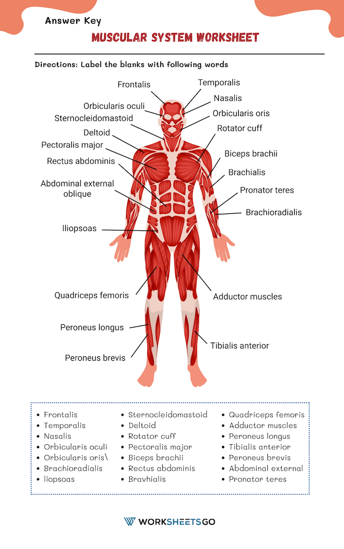 Muscular system worksheet high school at tarrosemaryblog blog