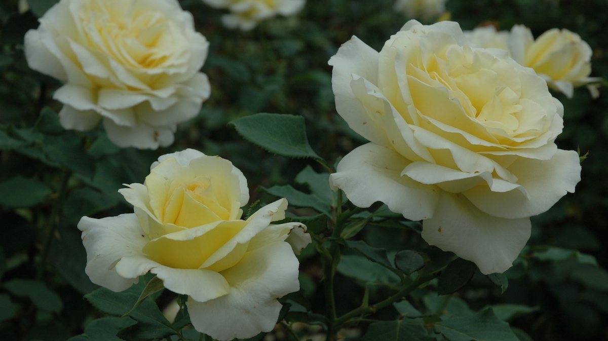 Yellow roses in garden
