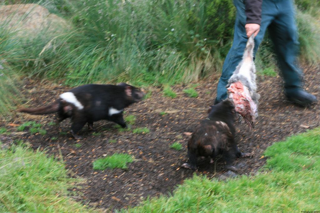 Australia: Tasmanian Devils up close at Cradle Mountain