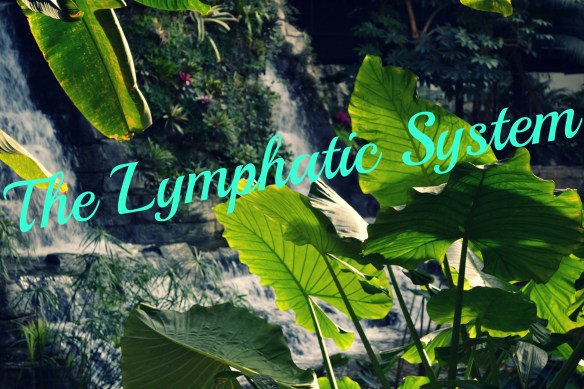 What is the Lymphatic System?