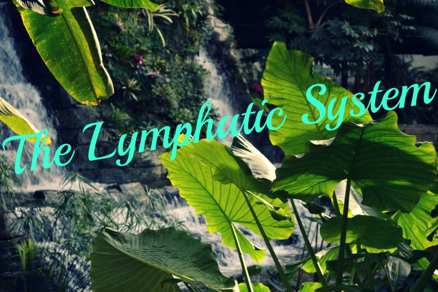 What is the Lymphatic System?