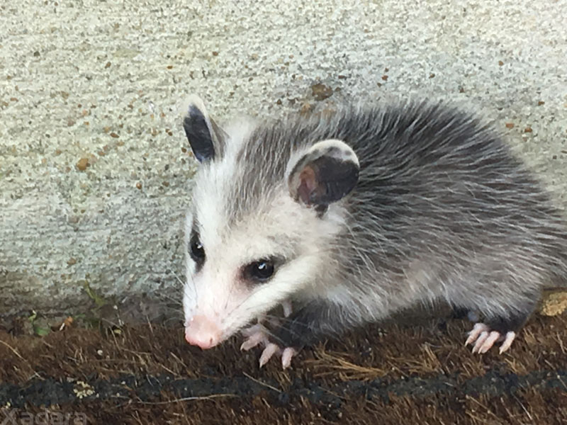 pix Angry Baby Opossum xadara