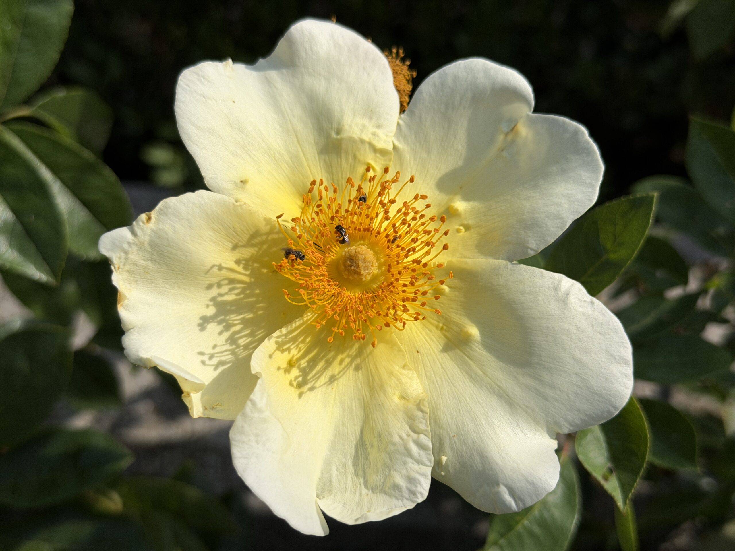 Apple iPhone 17 Pro Max: floral, macro 2x.