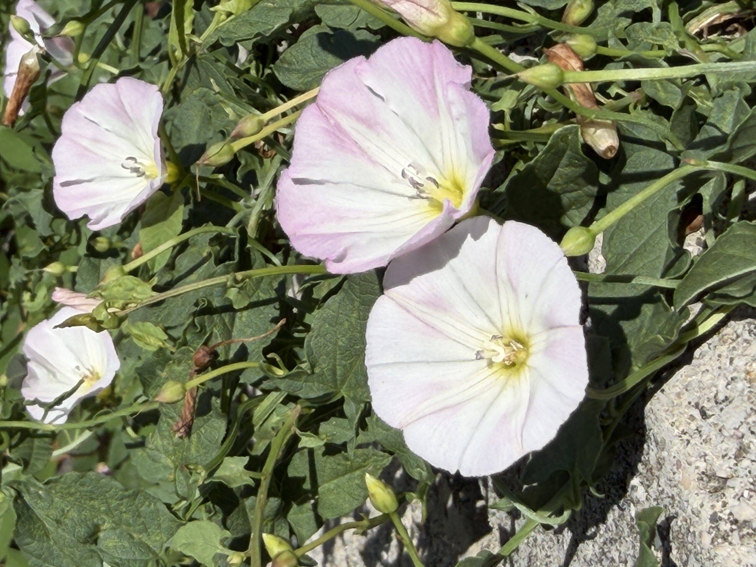 Apple iPhone 17 Pro Max: floral, macro 3x.