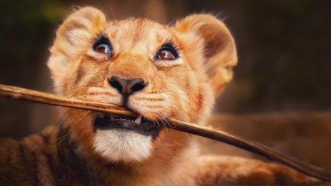 Animales Fondos De Pantalla Hd 4k