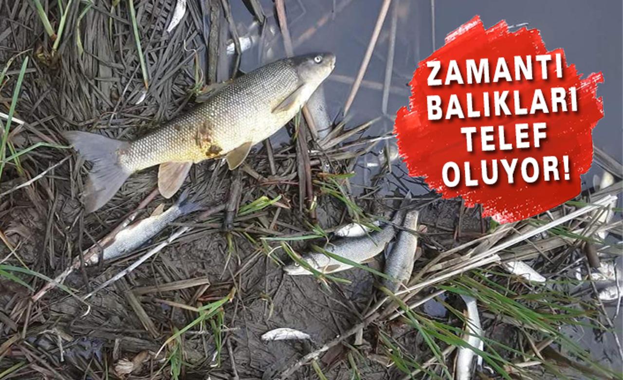 Balıklar kıyıya vuruyor, Çok büyük çevre felaketi yaşanıyor