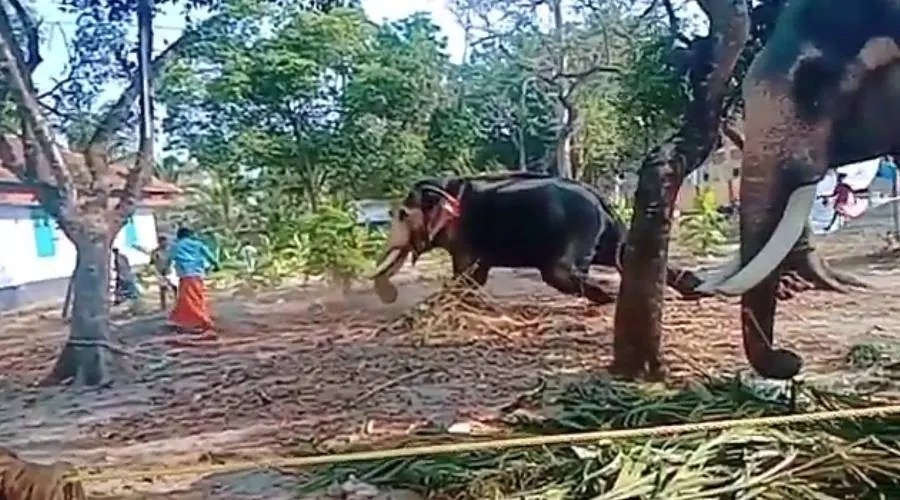 செல்ஃபி எடுக்க முயன்றவரை தும்பிக்கையால் தூக்கி வீசிய யானை..!