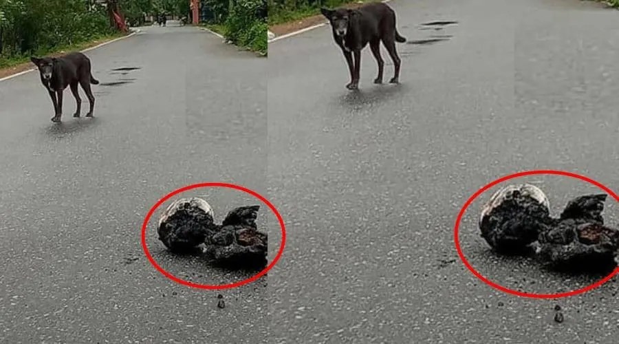 அரைகுறை எரிந்த நிலையில் யாழ் வீதியில் கிடந்த உடலம்