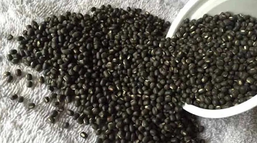 இலங்கையில் வரலாறு காணாதளவு உயர்ந்த உளுந்துந்தின் விலை