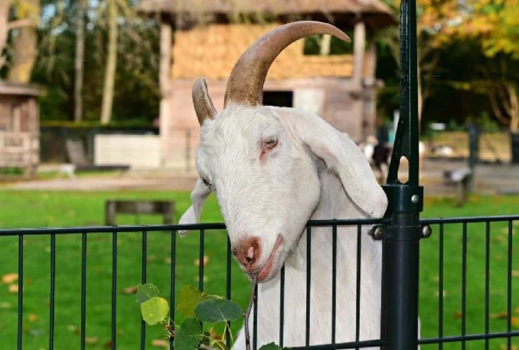 Bakri Palana: आगरा में सामने आया हैरान करने वाला मामला, बकरी पालने पर सिपाही को नोटिस 1 bakri