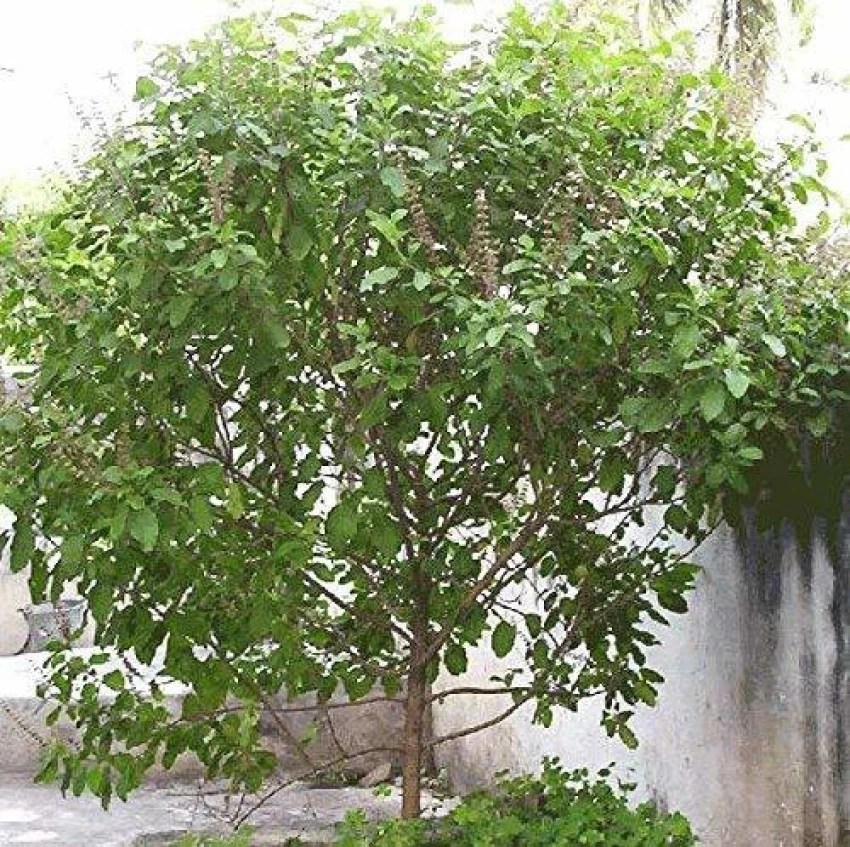 Kartik Maas 2025: क्यों है तुलसी पूजा का खास महत्व? जानें शुभ नियम और विधि 1 tulsi