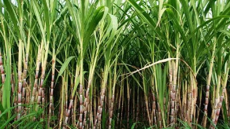Sugarcane Varieties