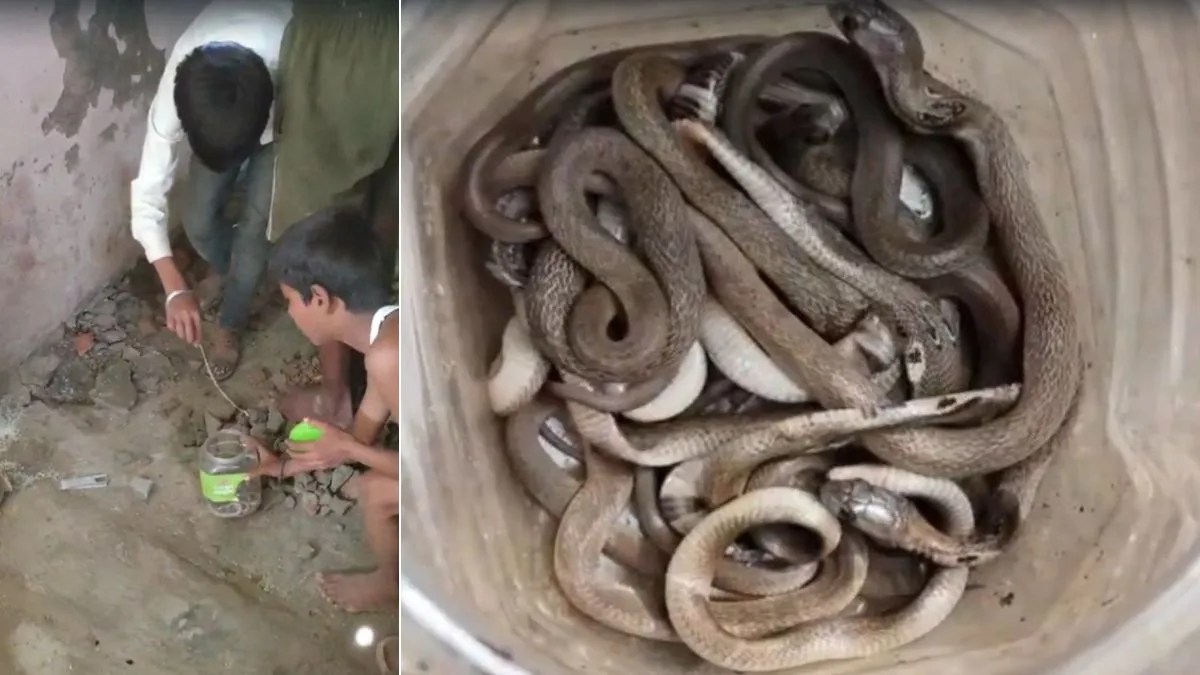 सिद्धार्थनगर: घर बना सांपों का बसेरा- एक साथ निकले 31 से अधिक जहरीले गेहूंअन के बच्चे, दहशत में परिवार