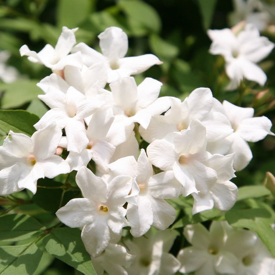 Skincare Ingredients Jasmine