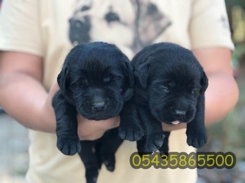 Tucano Mpbox Ref 30 Natura Mouse Pad Yavru Kopek Siyah Fiyati