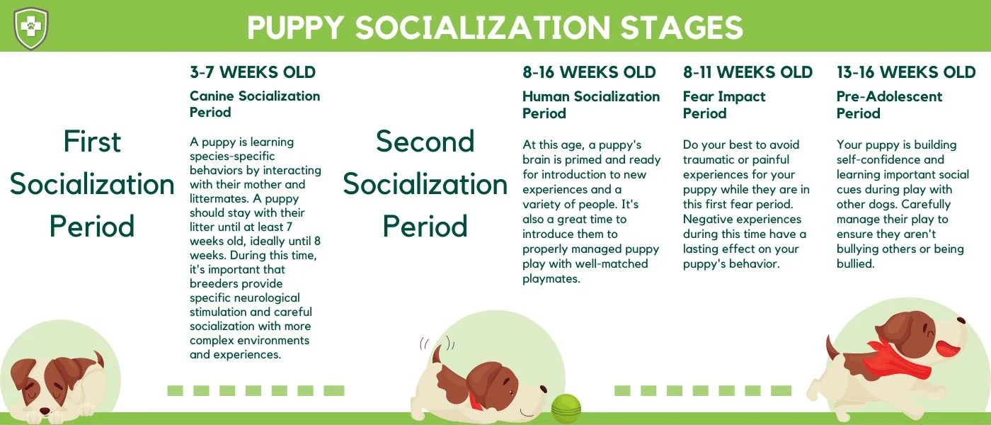 https://www.akc.org/expert-advice/dog-breeding/creativity-and-timing-key-to-puppy-socialization/