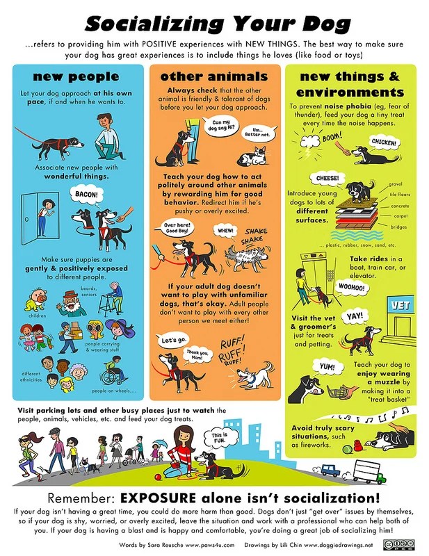 https://www.diamondsintheruff.com/what-socialization-is---and-is-not