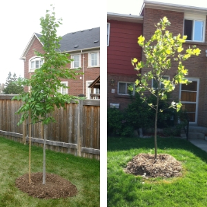 Returns as of 09/24/2021 returns as of 09/24/2021 founded in 1993 by brothers tom and david gardner, the motley fool helps millions of peopl. Planting The Right Tree In The Right Place Leaf Local Enhancement Appreciation Of Forests