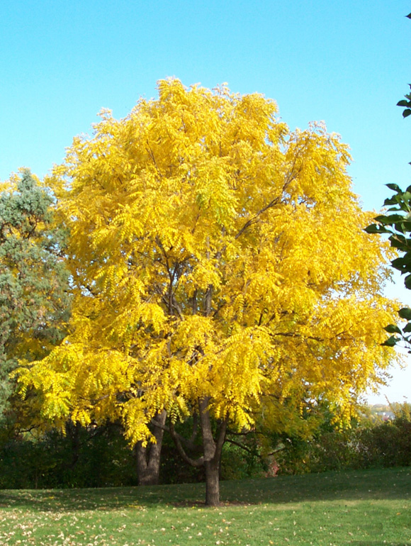 Life Among The Tall Pines English Walnut Tree